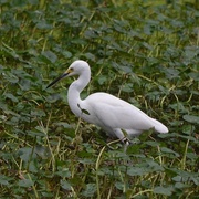 12th Nov 2013 - Egret