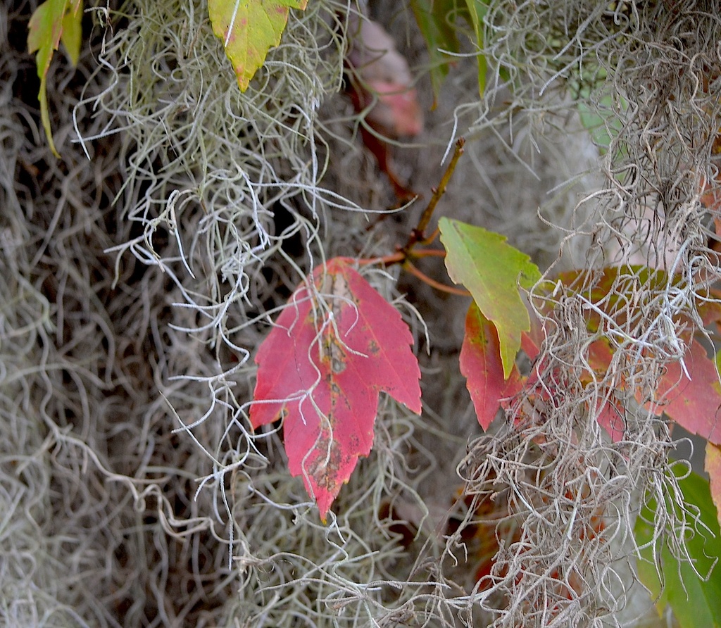 Spanish moss and Swamp (red) maple leaves by congaree