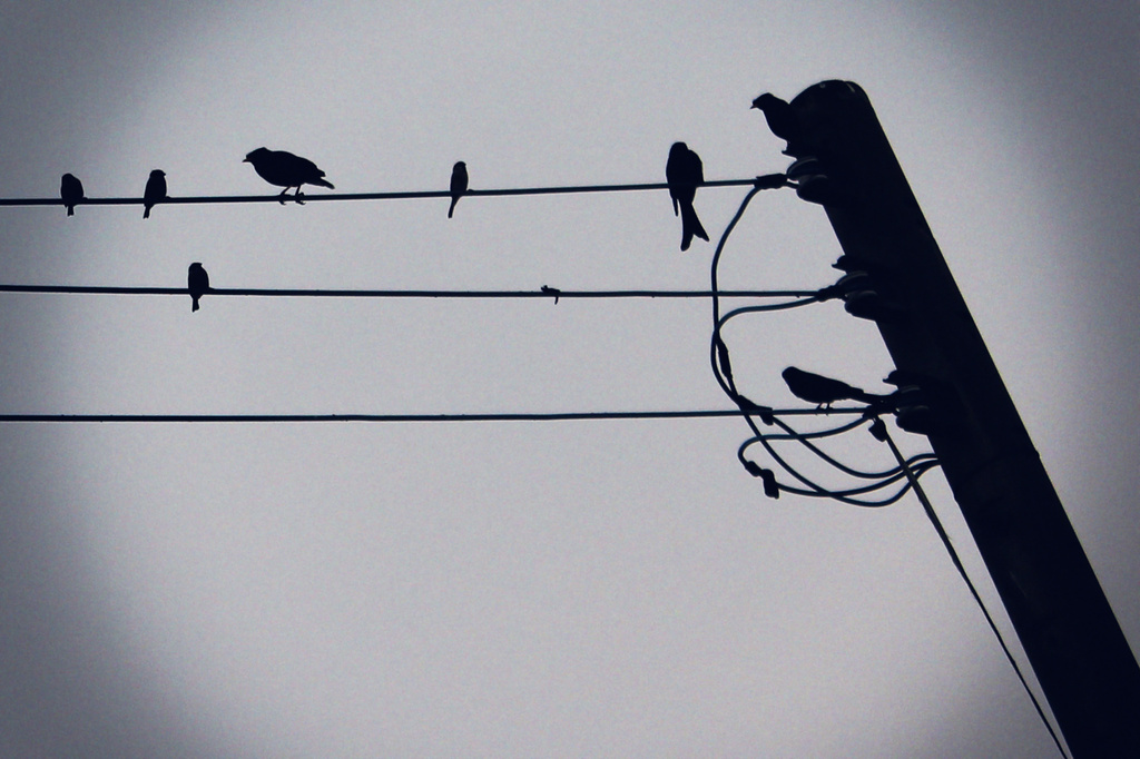 Birds on a Wire by diddy1960
