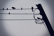 16th Nov 2013 - Birds on a Wire