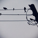 Birds on a Wire by diddy1960