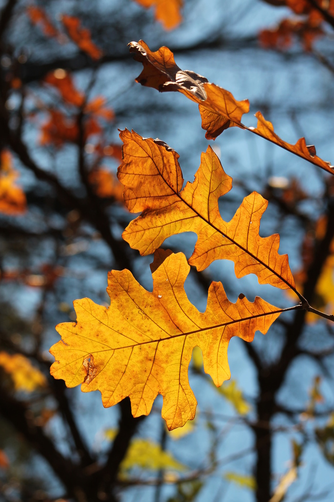 Autumn's Gold by cindymc