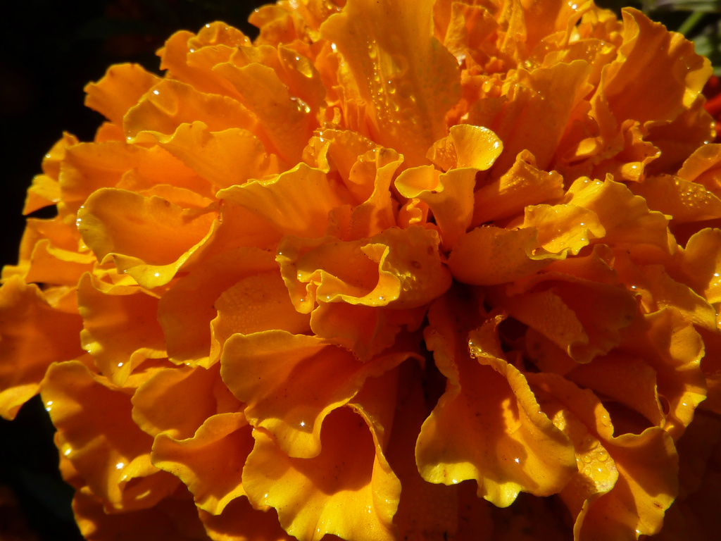 Marigold by denisedaly