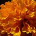 Marigold by denisedaly