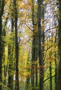 16th Nov 2013 - Autumn Colours in Millington Woods