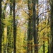 Autumn Colours in Millington Woods by fishers