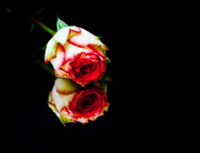 16th Nov 2013 - 16th November 2013 - Reflected rose