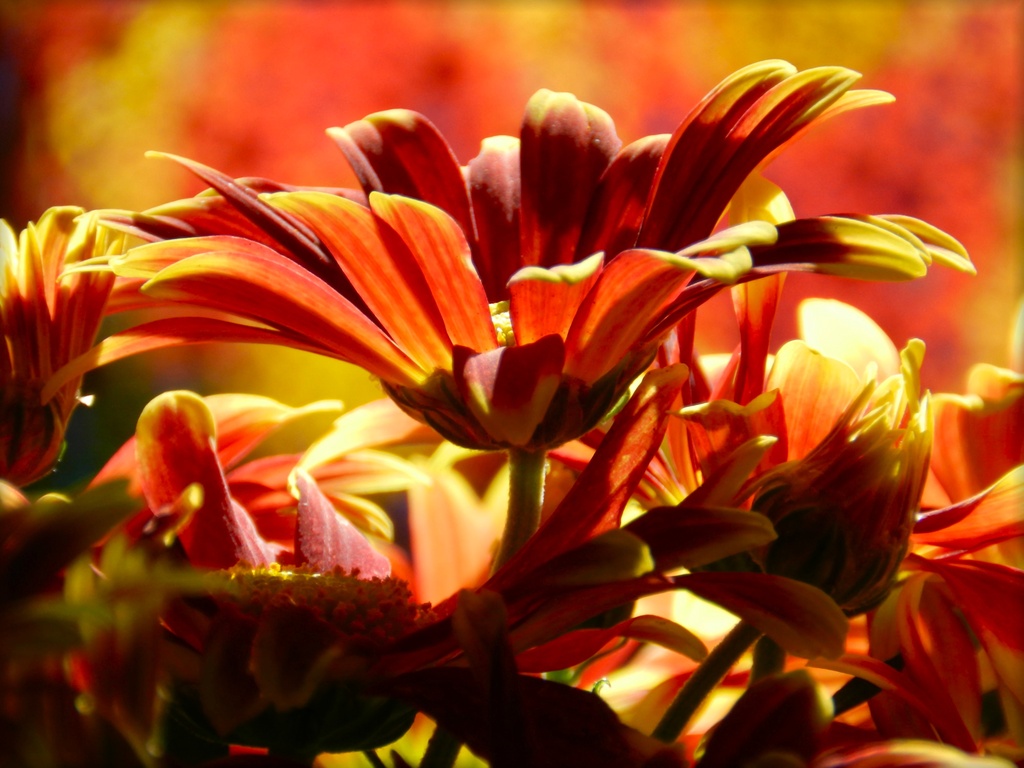 Floral Blaze by paintdipper
