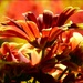 Floral Blaze by paintdipper