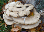 16th Nov 2013 - Day 165 Fungus