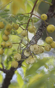 15th Nov 2013 - Plasticised Berries