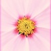 Pink Flower by joysfocus
