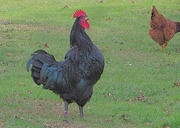 15th Nov 2013 - "One day a rooster came in our yard...."