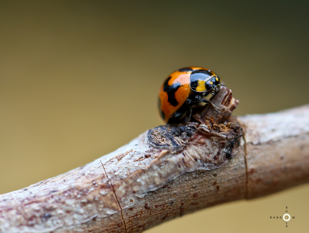 Bug on a stick by abhijit