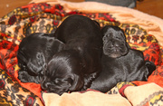 16th Nov 2013 - As cute as a pile of puppies