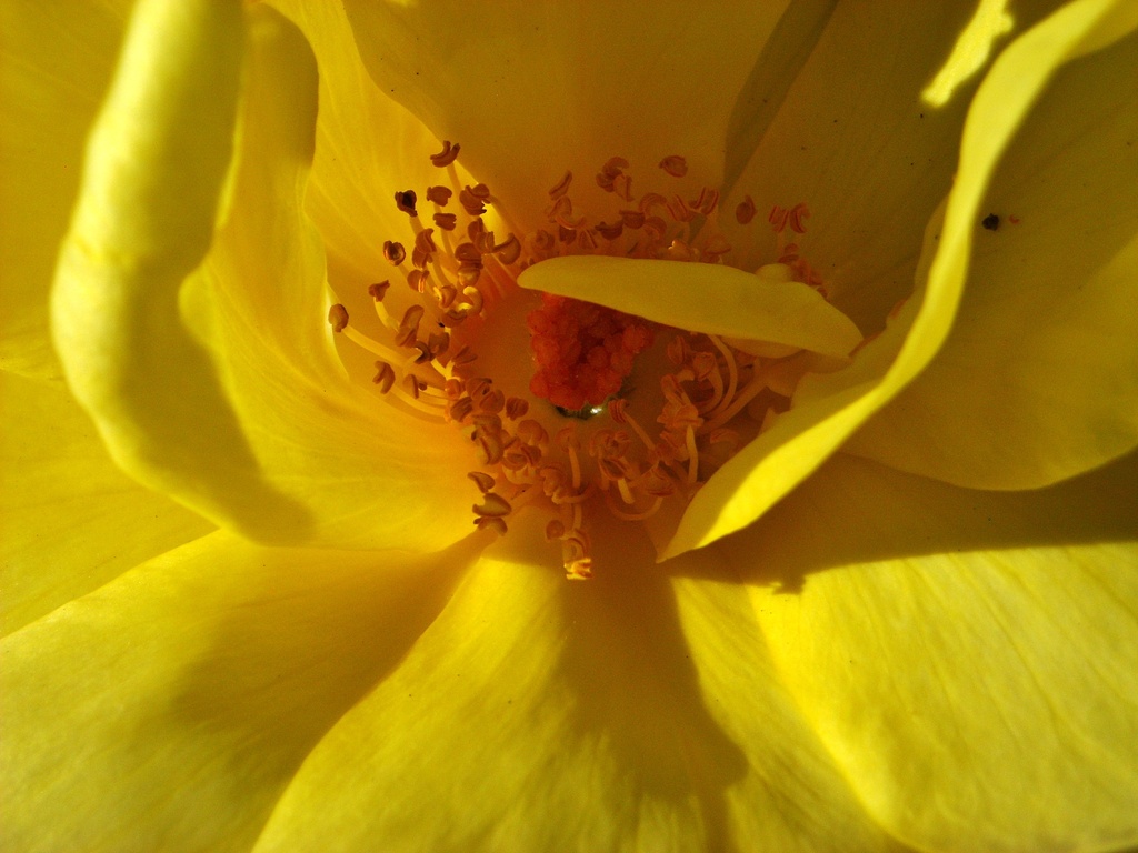 The yellow rose by wenbow