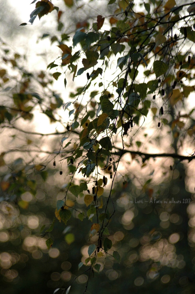 Autumn soft colors by parisouailleurs