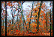 17th Nov 2013 - My Woods