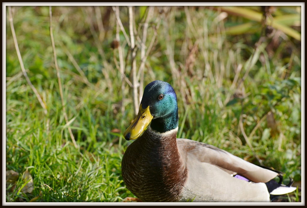 Mr Mallard by rosiekind