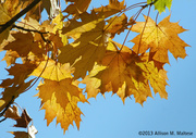 17th Nov 2013 - Leaves and Light