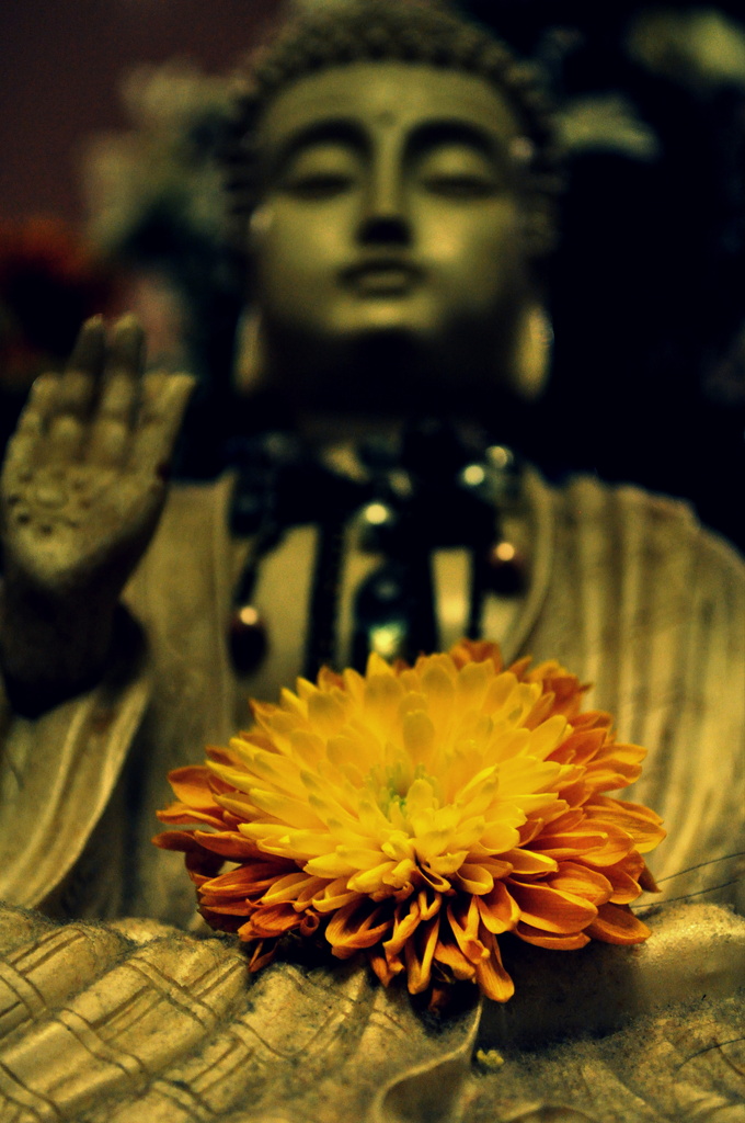 Buddha and Flower by andycoleborn