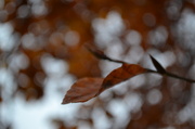 19th Nov 2013 - Autumnal leaves