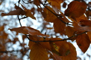 19th Nov 2013 - Autumnal leaves #2