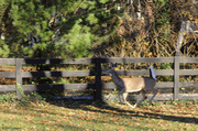 13th Nov 2013 - Bambi