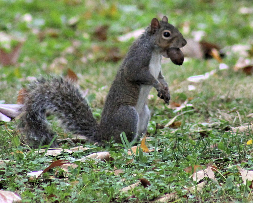 Educated squirrel by cjwhite