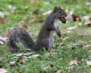 17th Nov 2013 - Educated squirrel