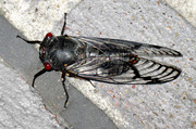 18th Nov 2013 - Black Prince Cicada
