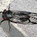 Black Prince Cicada by onewing