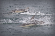 14th Nov 2013 - Dolphins came to play