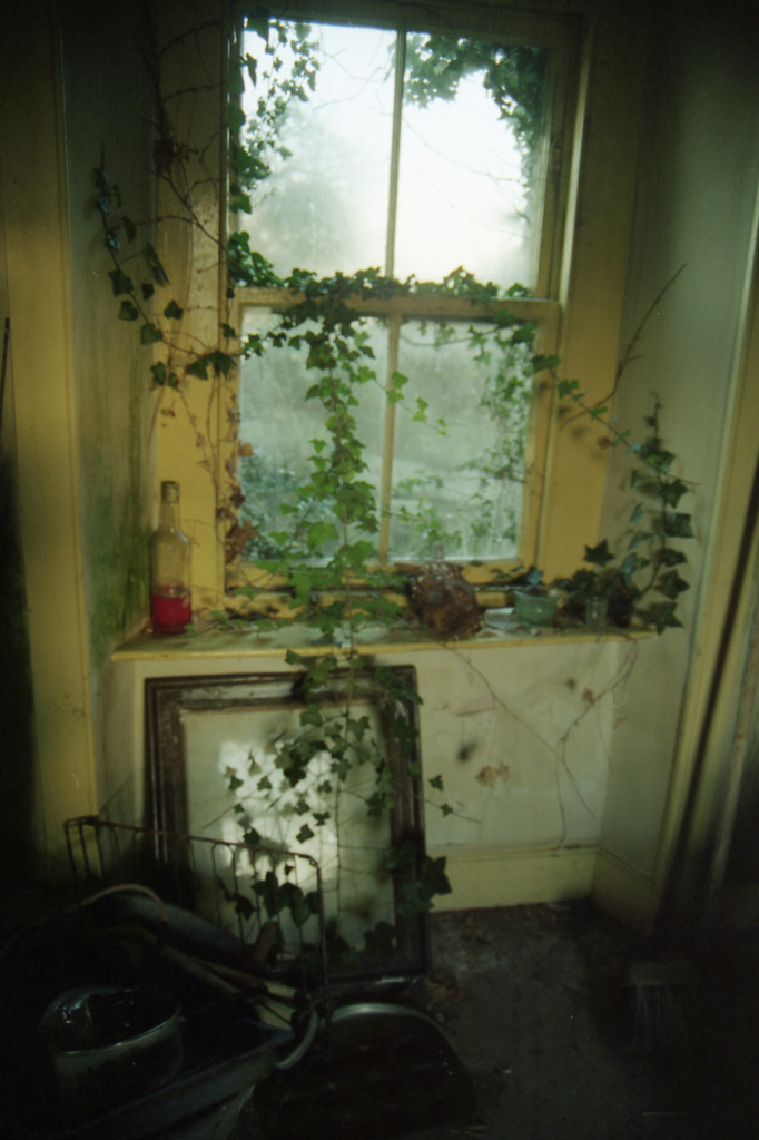 ivy window inside by ingrid2101