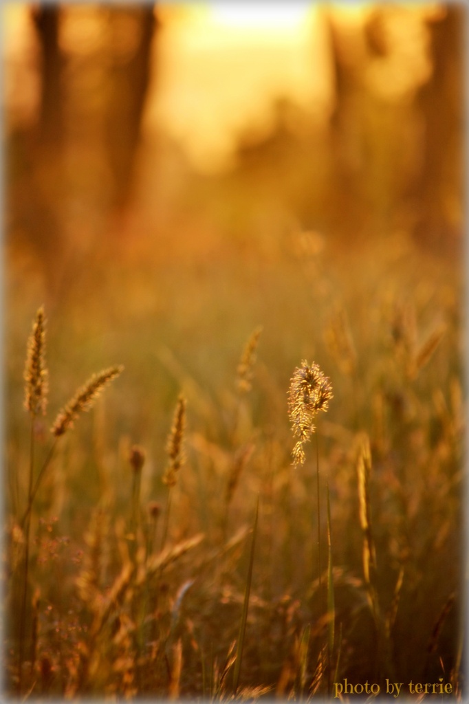 Golden grasses by teodw