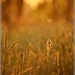 Golden grasses by teodw