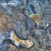 Fossils in Granite. by ladymagpie
