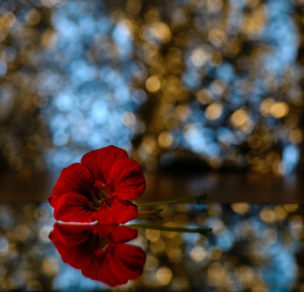 Nasturtium Play  by jgpittenger