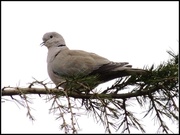 18th Nov 2013 - Little dove