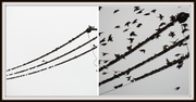 18th Nov 2013 - A flock of starlings