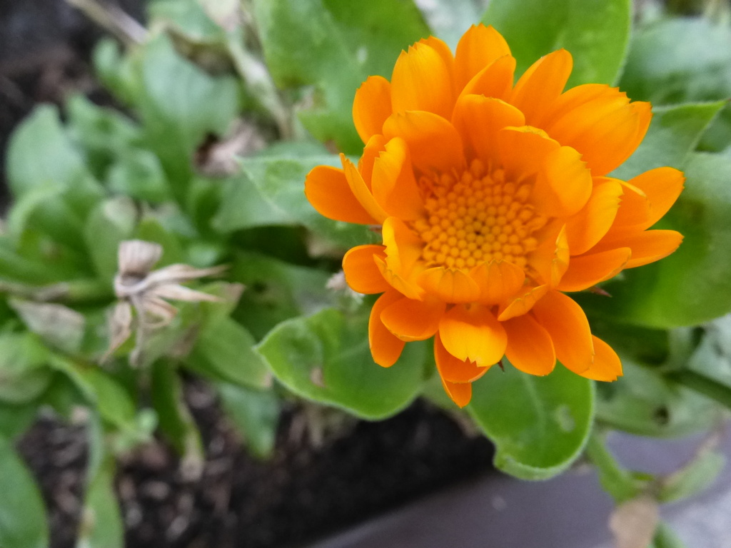 sunshine marigold by quietpurplehaze