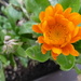 sunshine marigold by quietpurplehaze