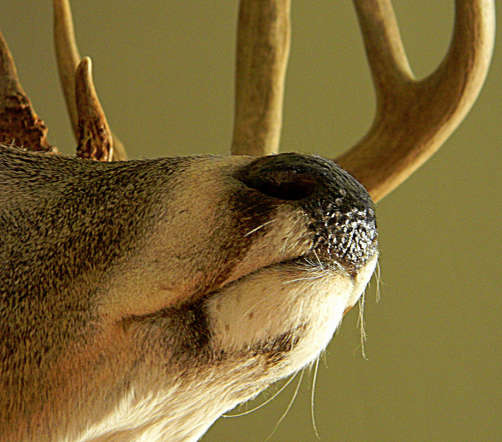 Deer Nose All! by homeschoolmom