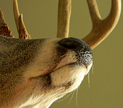 18th Nov 2013 - Deer Nose All!