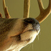 Deer Nose All! by homeschoolmom