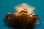 18th Nov 2013 - Feathers