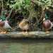 Three ducks on a log - 18-11 by barrowlane
