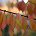 Layers of Leaves by taffy