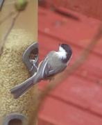 17th Nov 2013 - Chickadee