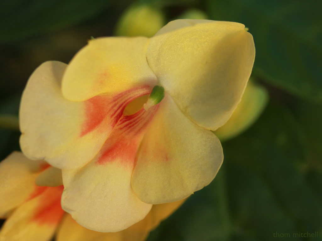 Impatiens hybrid: ‘Fusion Radiance’ by rhoing